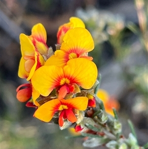 Dillwynia sericea at Bruce, ACT - 3 Oct 2024