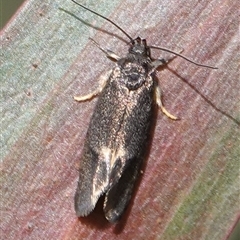 Leistomorpha brontoscopa (A concealer moth) at Wallaroo, NSW - 4 Oct 2024 by Anna123