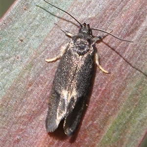 Leistomorpha brontoscopa at Wallaroo, NSW - 5 Oct 2024