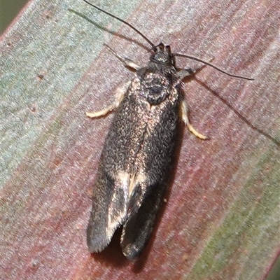 Leistomorpha brontoscopa (A concealer moth) at Wallaroo, NSW - 5 Oct 2024 by Anna123