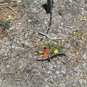 Goodenia paradoxa at Lyons, ACT - 19 Nov 2005