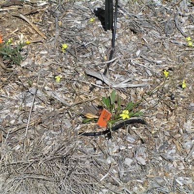 Goodenia paradoxa (Spur Goodenia) at Lyons, ACT - 19 Nov 2005 by ran452