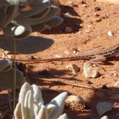 Unidentified Dragon at Gibson Desert North, WA - 28 Aug 2024 by Paul4K