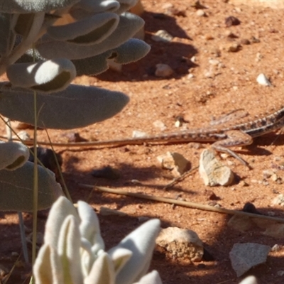 Unidentified Dragon at Gibson Desert North, WA - 28 Aug 2024 by Paul4K