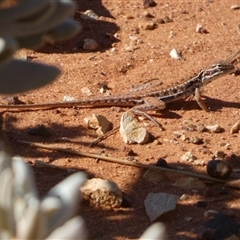 Unidentified at suppressed - 28 Aug 2024