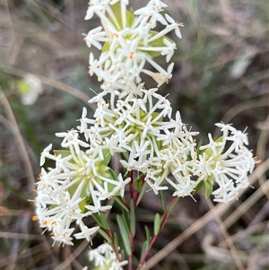 Pimelea linifolia at Acton, ACT - 5 Oct 2024