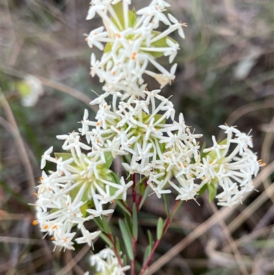 Pimelea linifolia (Slender Rice Flower) at Acton, ACT - 5 Oct 2024 by RWPurdie