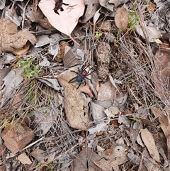 Missulena occatoria (Red-headed Mouse Spider) at Aranda, ACT - 5 Oct 2024 by Bubbles