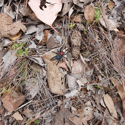 Missulena occatoria (Red-headed Mouse Spider) at Aranda, ACT - 5 Oct 2024 by Bubbles