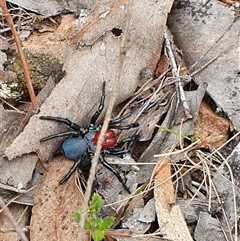 Missulena occatoria at Aranda, ACT - 5 Oct 2024 12:48 PM