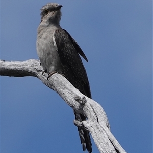 Cacomantis pallidus at Wallaroo, NSW - 5 Oct 2024 10:35 AM