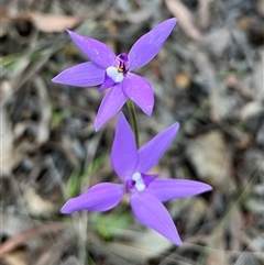 Glossodia major (Wax Lip Orchid) at Acton, ACT - 3 Oct 2024 by RWPurdie