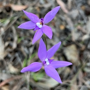 Glossodia major at Acton, ACT - suppressed