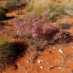 Calytrix exstipulata at Gibson Desert North, WA - 28 Aug 2024 by Paul4K