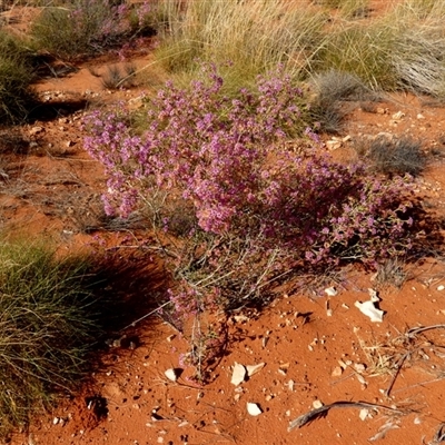 Calytrix exstipulata at Gibson Desert North, WA - 28 Aug 2024 by Paul4K