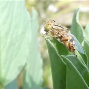 Eristalinus punctulatus at Belconnen, ACT - 4 Oct 2024