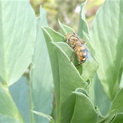 Eristalinus punctulatus at Belconnen, ACT - 4 Oct 2024