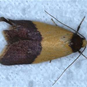 Heteroteucha dichroella at Bulli, NSW - 4 Oct 2024 10:00 PM