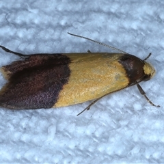 Heteroteucha dichroella at Bulli, NSW - 4 Oct 2024 10:00 PM