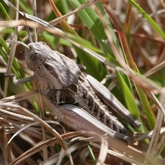 Perunga ochracea (Perunga grasshopper, Cross-dressing Grasshopper) at Hall, ACT - 5 Oct 2024 by Anna123