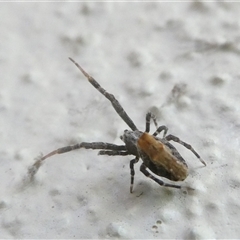 Philoponella congregabilis at Belconnen, ACT - 4 Oct 2024