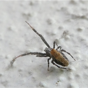 Philoponella congregabilis at Belconnen, ACT - 4 Oct 2024 11:06 AM