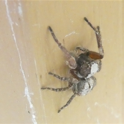 Servaea narraweena (A jumping spider) at Belconnen, ACT - 4 Oct 2024 by JohnGiacon