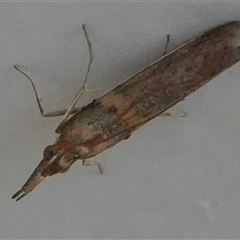 Etiella behrii (Lucerne Seed Web Moth) at Hall, ACT - 5 Oct 2024 by Anna123