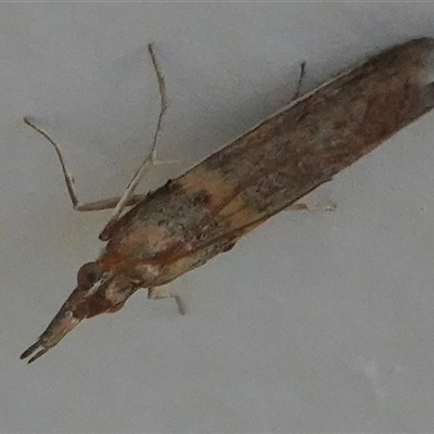 Etiella behrii (Lucerne Seed Web Moth) at Hall, ACT - 4 Oct 2024 by Anna123