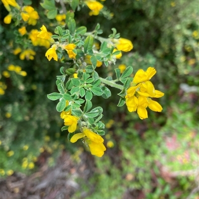 Genista monspessulana (Cape Broom, Montpellier Broom) at Macquarie, ACT - 5 Oct 2024 by JohnGiacon