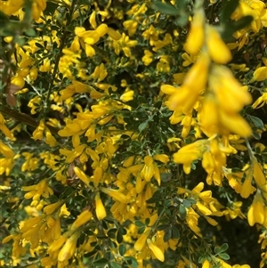 Genista monspessulana at Macquarie, ACT - 5 Oct 2024