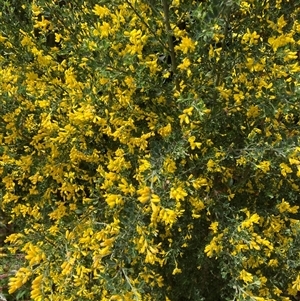 Genista monspessulana at Macquarie, ACT - 5 Oct 2024