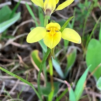 Diuris chryseopsis (Golden Moth) at Hall, ACT - 3 Oct 2024 by strigo