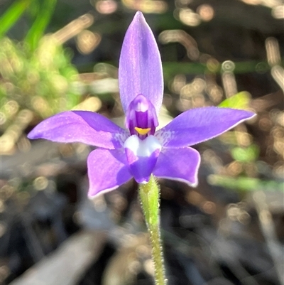 Glossodia major (Wax Lip Orchid) at Hall, ACT - 2 Oct 2024 by strigo