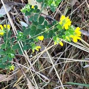 Cytisus scoparius subsp. scoparius at Hall, ACT - 1 Oct 2024