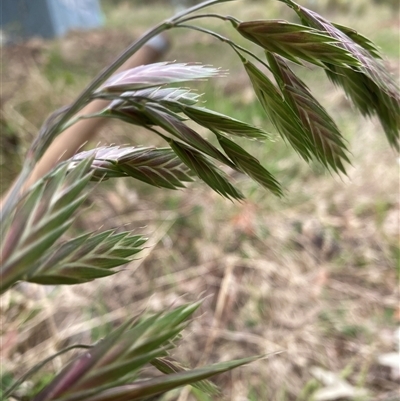 Bromus catharticus (Prairie Grass) at Belconnen, ACT - 4 Oct 2024 by JohnGiacon