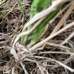 Bromus catharticus at Belconnen, ACT - 4 Oct 2024