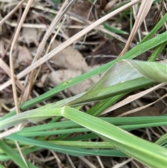 Bromus catharticus at Belconnen, ACT - 4 Oct 2024