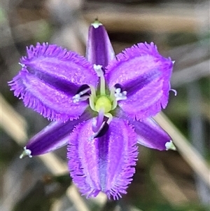 Thysanotus patersonii at Hall, ACT - 30 Sep 2024 10:24 AM