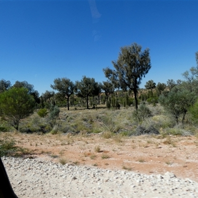 Allocasuarina decaisneana at Gibson Desert North, WA - 28 Aug 2024 by Paul4K