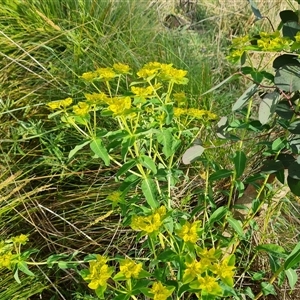 Euphorbia oblongata at O'Malley, ACT - 5 Oct 2024