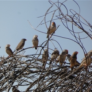 Taeniopygia guttata at Gibson Desert North, WA - 28 Aug 2024