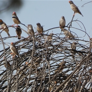 Taeniopygia guttata at Gibson Desert North, WA - 28 Aug 2024