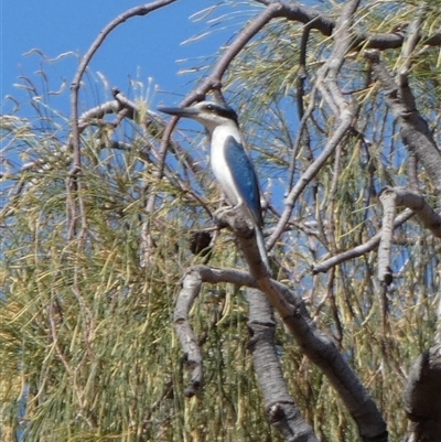 Todiramphus pyrrhopygius (Red-backed Kingfisher) at Gibson Desert North, WA - 28 Aug 2024 by Paul4K