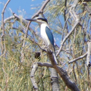 Todiramphus pyrrhopygius at Gibson Desert North, WA - 28 Aug 2024