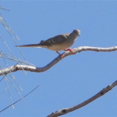 Geopelia cuneata at Gibson Desert North, WA - 28 Aug 2024 by Paul4K