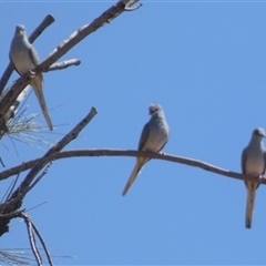 Geopelia cuneata at Gibson Desert North, WA - 28 Aug 2024 11:43 AM