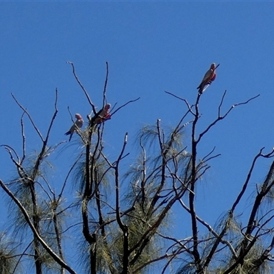 Eolophus roseicapilla (Galah) at Gibson Desert North, WA - 28 Aug 2024 by Paul4K