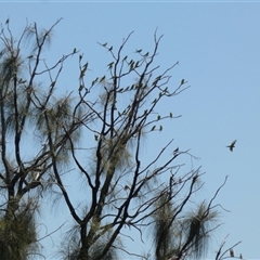 Melopsittacus undulatus at Gibson Desert North, WA - 28 Aug 2024 by Paul4K