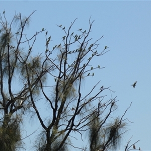 Melopsittacus undulatus at Gibson Desert North, WA - 28 Aug 2024